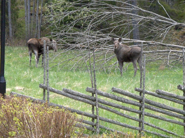 älgar 17 maj 2006